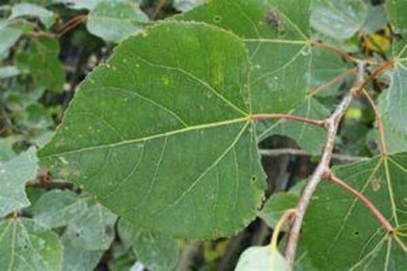 Aspen leaves to cure diseases